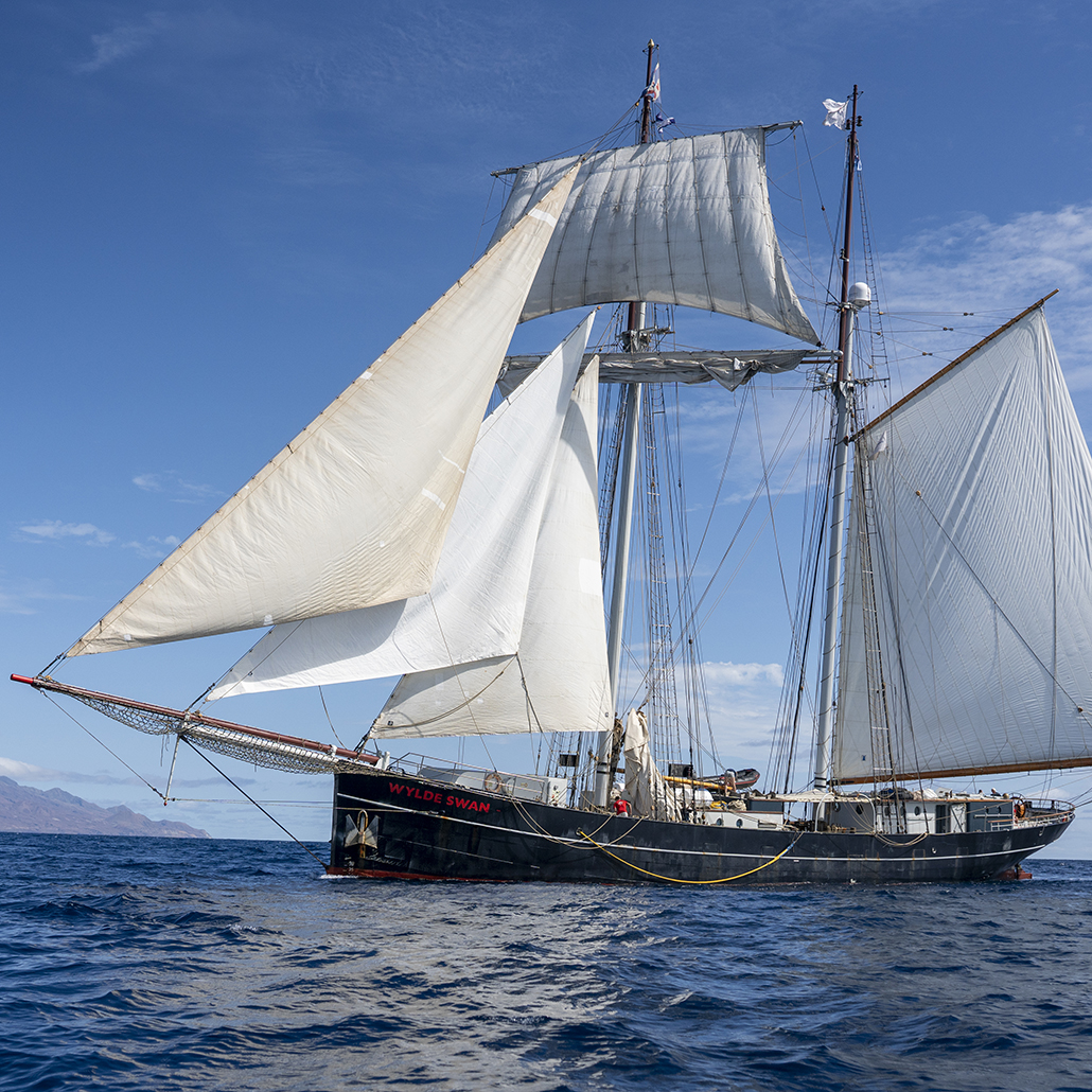 Wylde Swan
